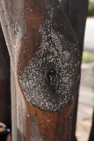 Crepe Myrtle Bark Scale Lawnserve of AR Maumelle Little Rock Arkansas Sooty Mold