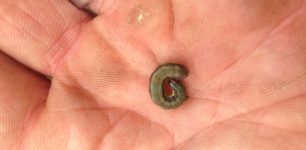 Fall Armyworm will curl up when disturbed